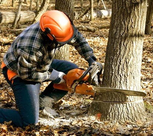 Tree Removal in Cornish, ME